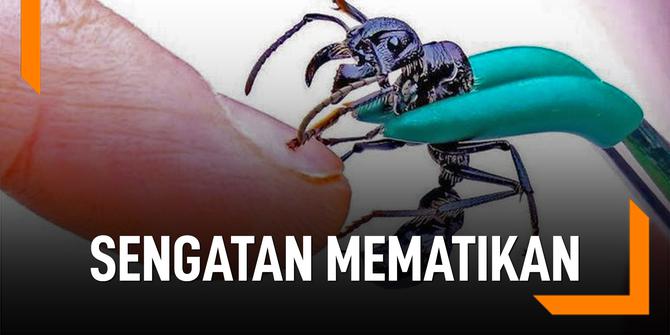 VIDEO: Hati-Hati, 3 Serangga Ini Punya Sengatan Mematikan