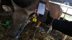 Pedagang melakukan scan barcode untuk mengetahui hewan kurbannya sudah memenuhi syarat sertifikasi di lapak penjual hewan kurban Cakung, Jakarta, Jumat (23/6/2023). (merdeka.com/imam buhori)