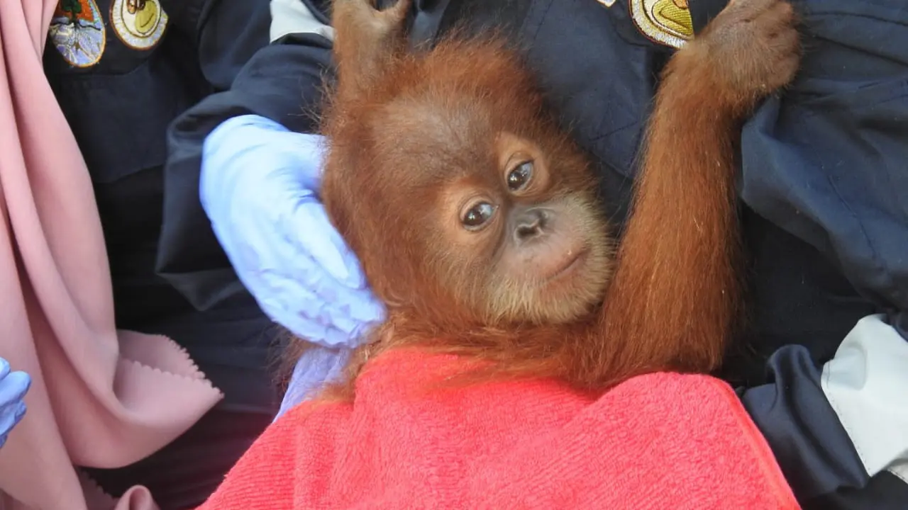 Anakan orang utan sumatra bernama Hope