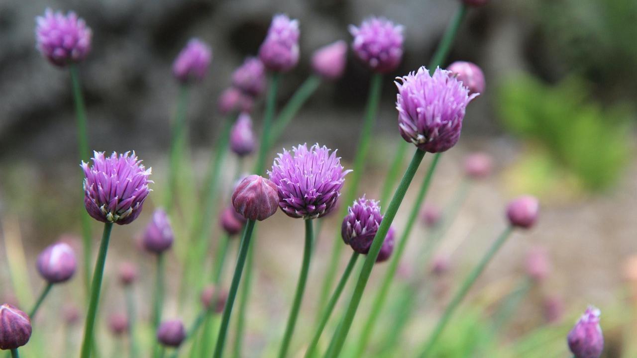 Ilustrasi Chive Blossoms