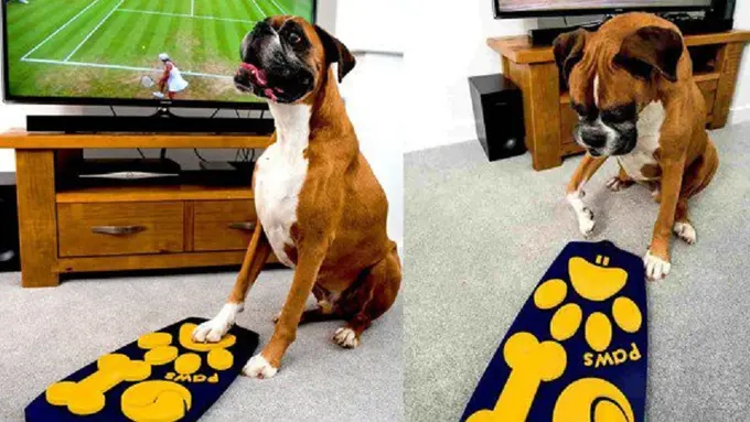 [Bintang] remote controle tv untuk anjing