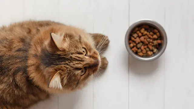 Kucing Kesayangan Jadi Picky Eater, Gimana Menghadapinya Ya?
