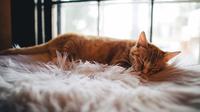 Ilustrasi Efek Penyakit yang Menyerang Kucing Credit: pexels.com/Wes