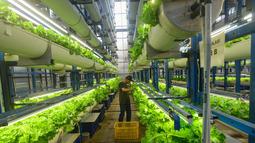 Sayuran seperti thai basil, italian basil, selada, shiso perilla, dan mint dipanen dari pertanian vertikal setinggi 18 meter ini. (merdeka.com/Arie Basuki)