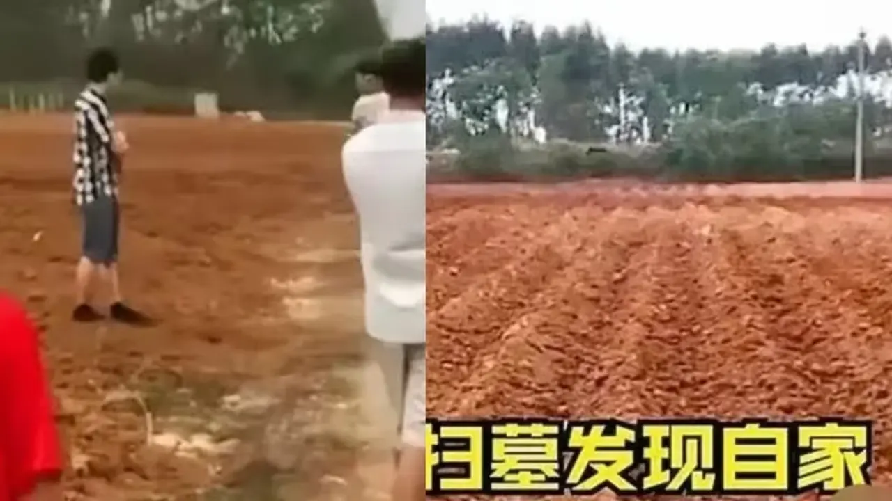 Pria di Tiongkok Kunjungi Makam Leluhur saat Qing Ming, Kaget Sudah Jadi Ladang Tebu