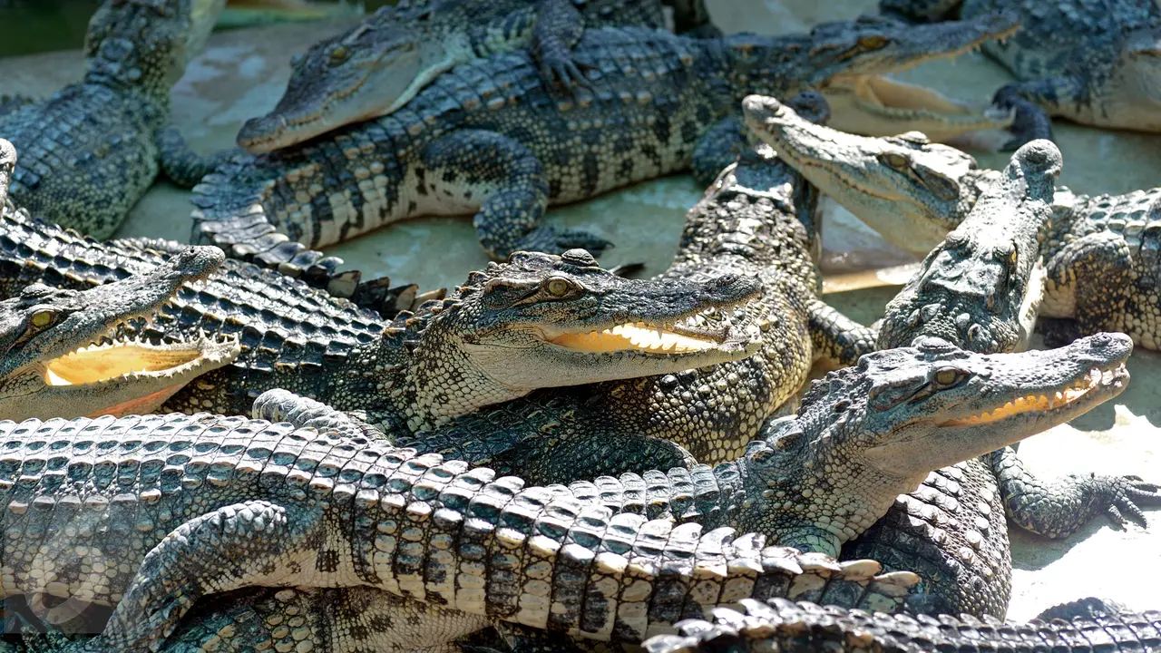 Binatang Buas Buaya
