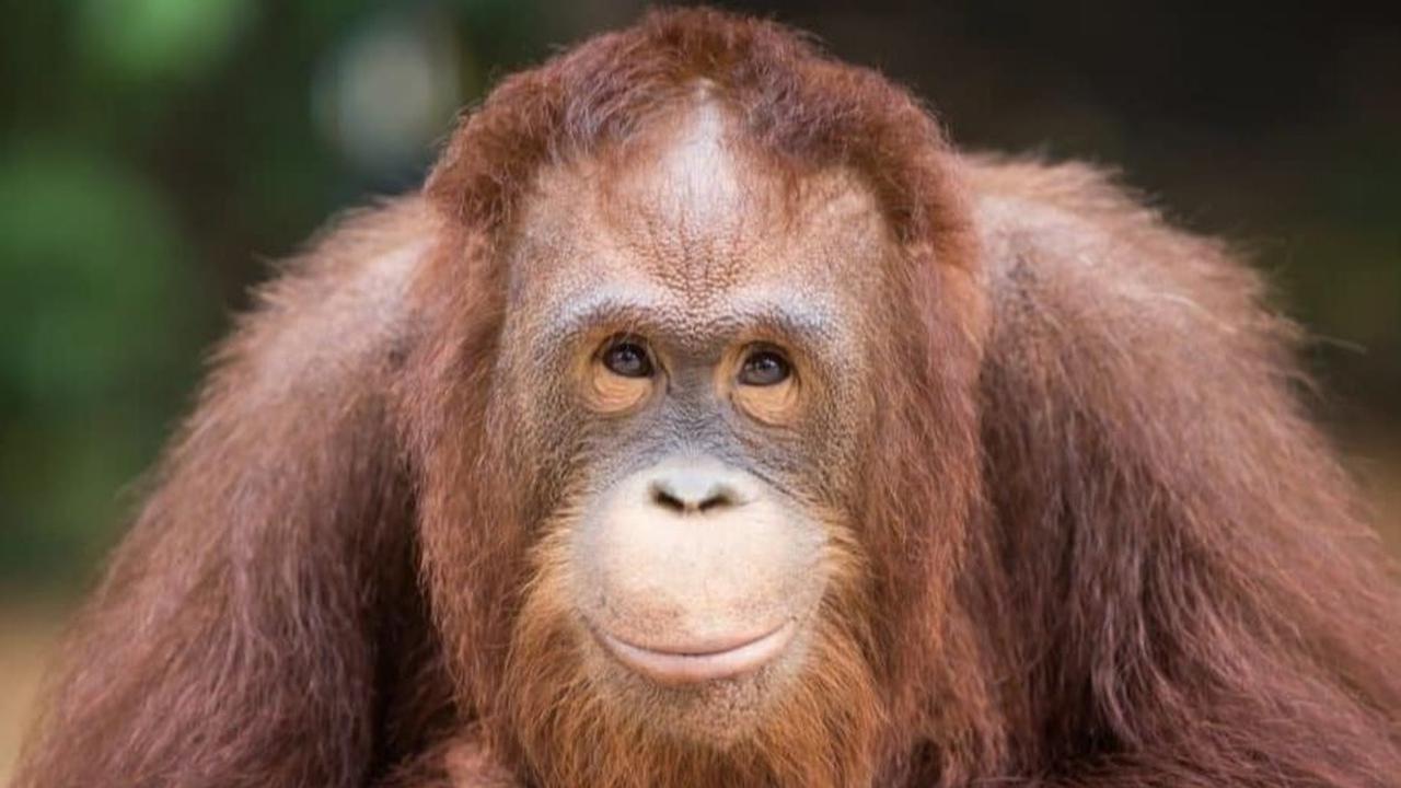 1. Orang Utan