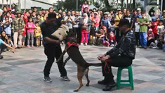 Detasemen pelacak kriminal umum dari unit K-9 Mabes Polri melakukan simulasi proteksi di tengah kegiatan car free day di kawasan Bundaran HI, Jakarta, Minggu (26/1/2020). Acara tersebut digelar untuk mensosialisasikan tugas unit K9 kepada masyarakat. (Liputan6.com/Johan Tallo)