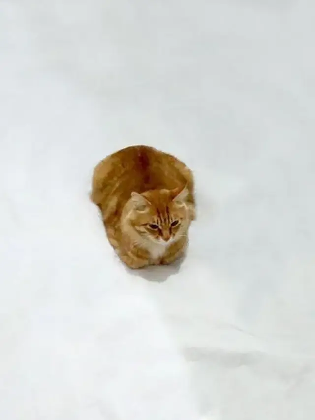 Lucunya 7 Kreasi Coretan di Foto Kucing Duduk Ini Bikin Tersenyum