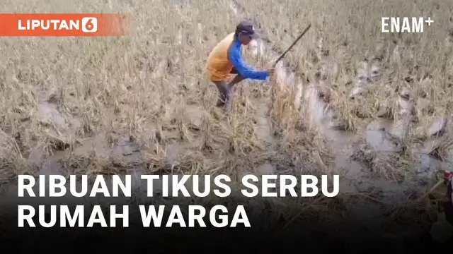 VIDEO: Butuh 2 Jam, Warga Karawang Buru Ribuan TIkus di Sawah