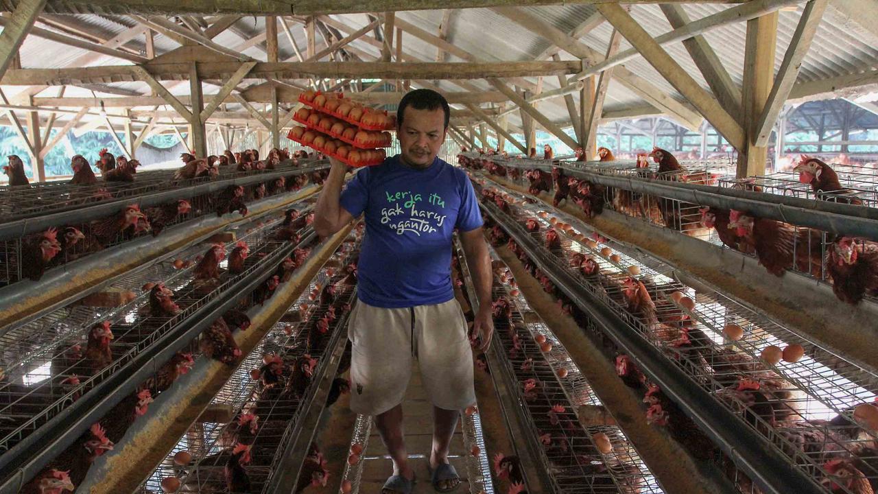 Harga Telur Peternak Dipatok Rp 24 Ribu per Kilogram