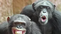 Ternyata simpanse memilki ekspresi layaknya manusia untuk berkomunikasi (Sumber foto: thehindu.com)