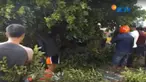 Warga yang berada di lokasi kejadian berusaha membantu siswa yang menjadi korban pohon tumbang.