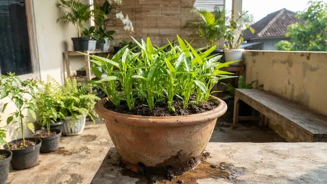 Merawat Tanaman Kangkung