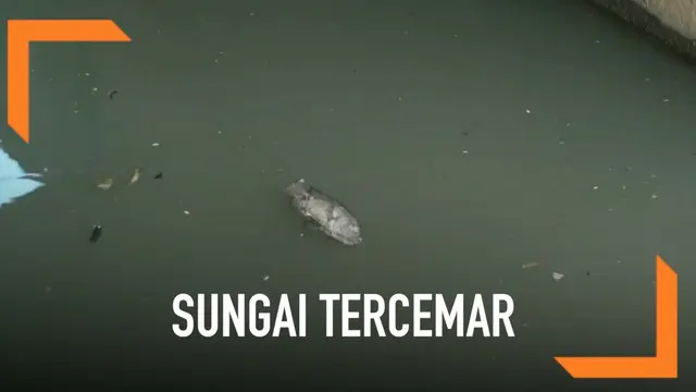 VIDEO: Petugas Ambil Contoh Air Kali Ancol