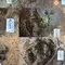 Jejak Kaki Dinosaurus Pemakan Daging Berusia 120 Juta Tahun Ditemukan di Thailand