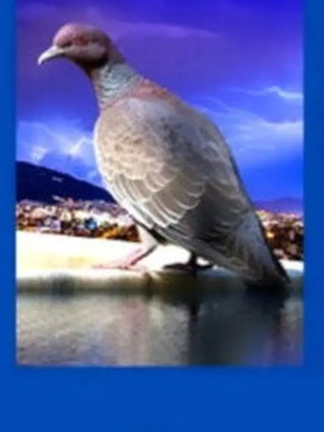 Pilih Salah Satu Gambar Burung Ini Dapat Ungkap Kelebihan dan Kekuranganmu