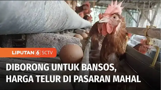 VIDEO: Agen Bansos Non Tunai Borong Telur dari Peternak Mempengaruhi Harga Telur di Pasaran