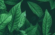 Macam-Macam Daun dan Contohnya, Kenali Karakteristiknya