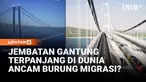 Pulau Sisilia dan daratan utama Italia direncanakan akan terhubung oleh jembatan gantung dengan bentang lebih dari 3 kilometer. Namun, bagi aktivis lingkungan Anna Giordano, rencana ini menimbulkan ancaman bagi burung migran.