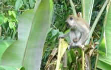 Ratusan Monyet Kelaparan Turun Bukit Serbu Lahan, Warga Tasikmalaya Gagal Panen