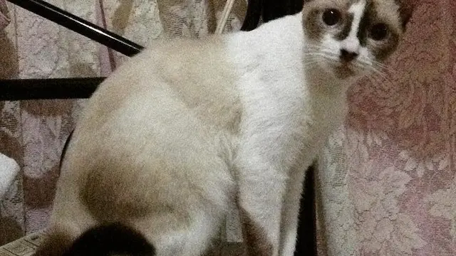 6 Potret Kucing Bermata Indah Ini Bikin Takjub, Makin Menggemaskan