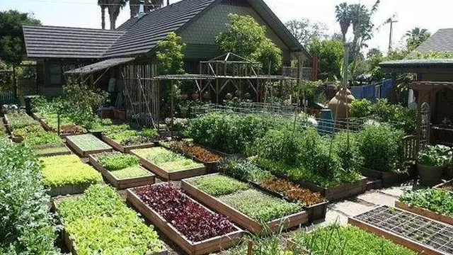 Rumah diantara kebun sayur