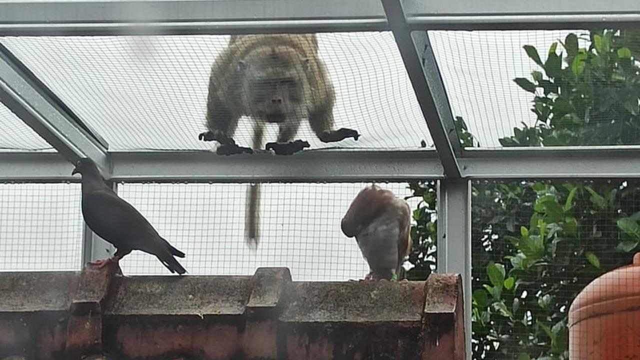 Monyet liar mendatangi lingkungan warga RT10/3, Kelurahan Harjamukti, Kecamatan Cimanggis, Kota Depok.
