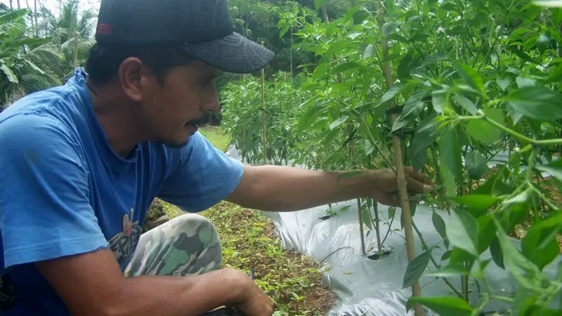 Petani merawat tanaman cabai yang tengah berbuah muda. (Foto: Liputan6.com/Muhamad Ridlo)