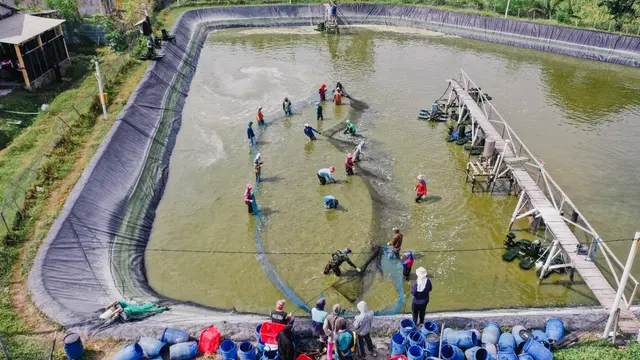 Penggunaan teknologi disebut bisa menaikkan produksi tambak udang. (Istimewa)