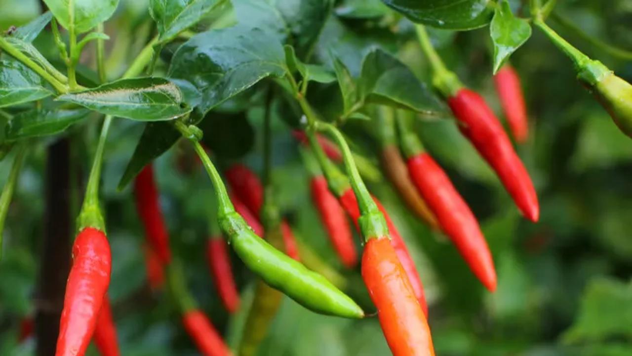 Berbagai gejala tersebut bisa terjadi akibat kandungan kapsaisin yang biasa ditemukan pada cabai, salah satu bahan yang digunakan untuk membuat makanan jadi pedas.