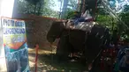 Pengunjung berfoto dengan gajah di Taman Margasatwa Semarang, Sabtu (16/6). Hari kedua lebaran, warga bertamasya ke Taman Margasatwa Semarang di Daerah Mangkang Semarang. (Liputan6.com/Gholib)