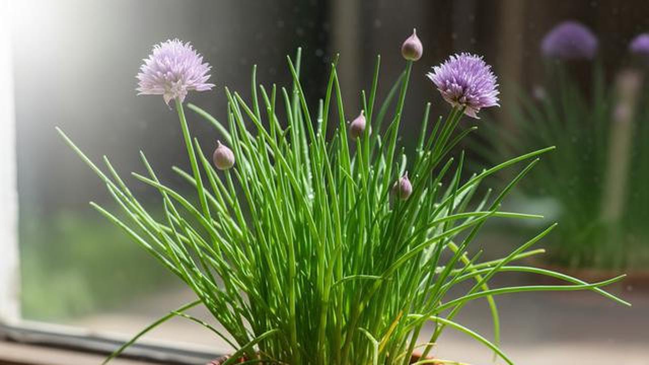 7 Rempah Dapur yang Bisa Ditumbuhkan di Pot Kecil, Cocok untuk Rumah Minimalis