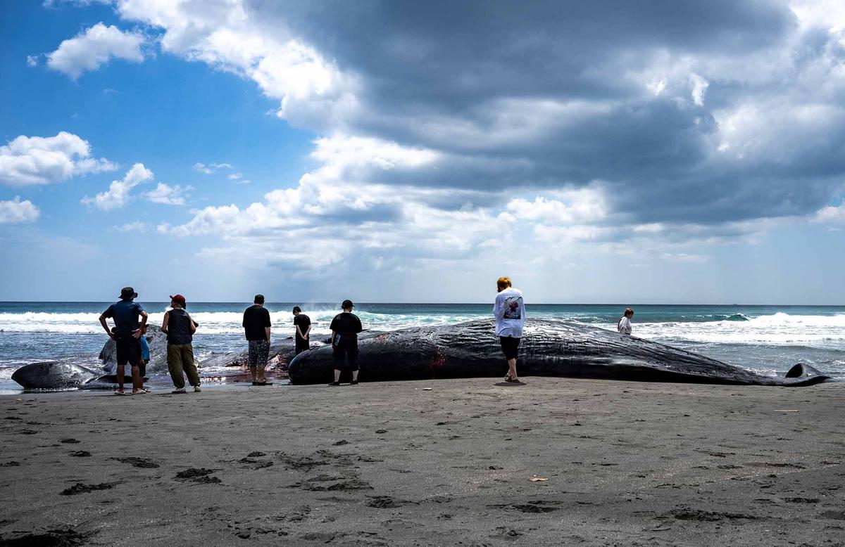 FOTO: Terdampar Sebelum Tsunami,  Misteri Paus Sperma di Pantai Jepang