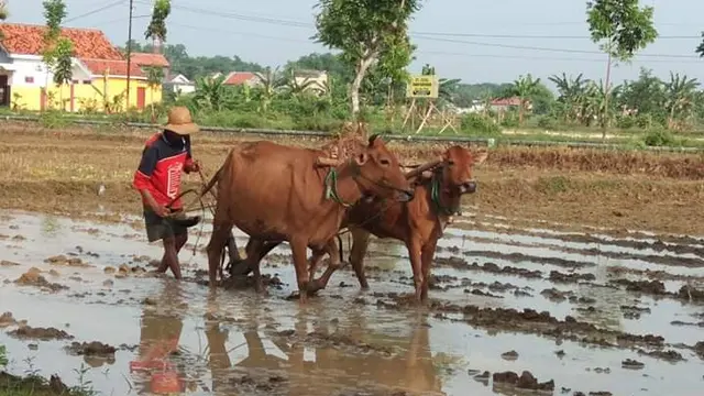 petani madura
