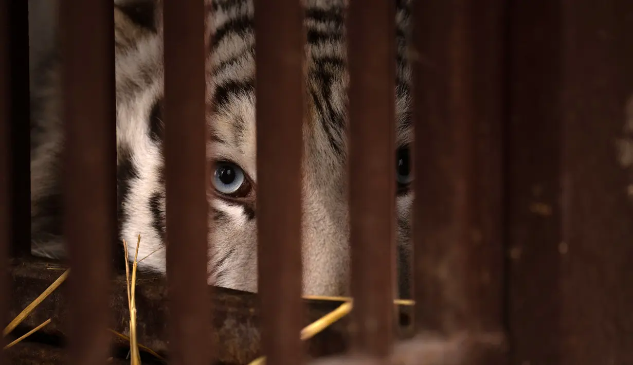 Seekor harimau putih mengintip dari kandang tempat penampungan hewan trauma akibat perang yang dikelola oleh Natalia Popova di Chubynske, Ukraina, 1 Maret 2023. Beberapa hewan yang diselamatkan dibawa pergi ke luar negeri, sementara lainnya ke Ukraina barat karena dianggap lebih aman. (AP Photo/Vadim Ghirda)