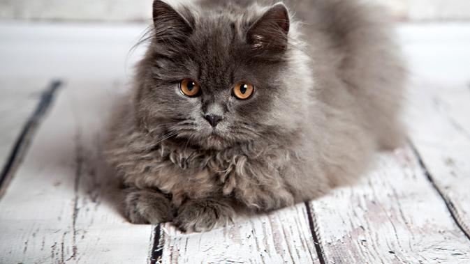 Kucing Persia. (Credit: Shutterstock)