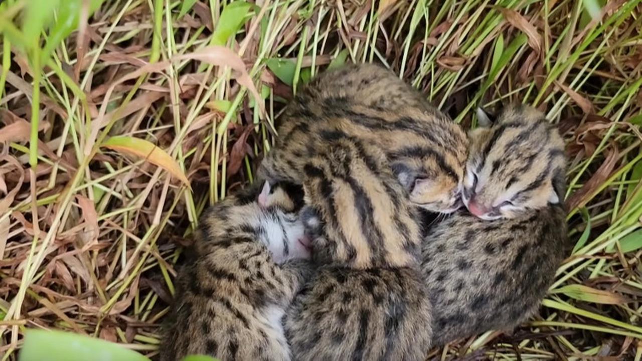 Macan Akar yang Dilindungi Undang-undang Ditemukan di Tengah Sawah