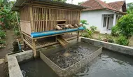 10 Ide Tata Letak Kolam Lele dan Kandang Bebek yang Efisien, Bisnis Ternak Minim Limbah
