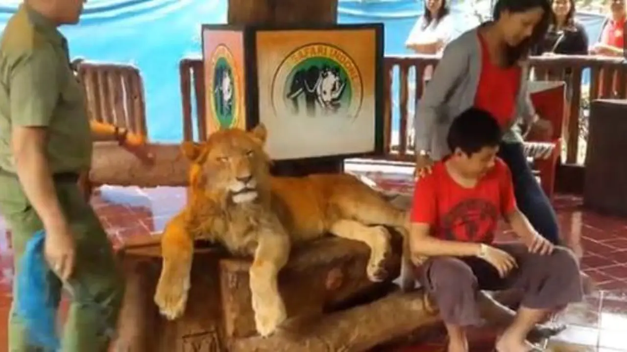 Singa Tidur Dipaksa Bangun untuk Foto, Netizen Kutuk Taman Safari