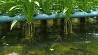 7 Cara Menanam Kangkung Menggunakan Air Kolam Ikan agar Tumbuh Subur dan Cepat Panen