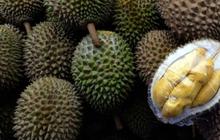 Durian Bikin Darah Tinggi: Mitos atau Fakta? Simak Penjelasan Lengkapnya
