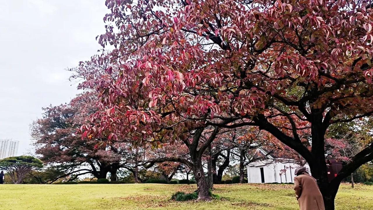 10. Shinjuku Gyoen Tutup setiap Senin
