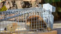 How to Catch a Mouse: 4 Effective Methods to Try