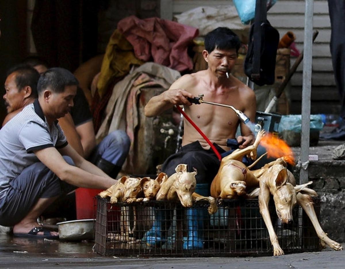 Sadis, ribuan anjing & kucing dibantai untuk dikonsumsi di China