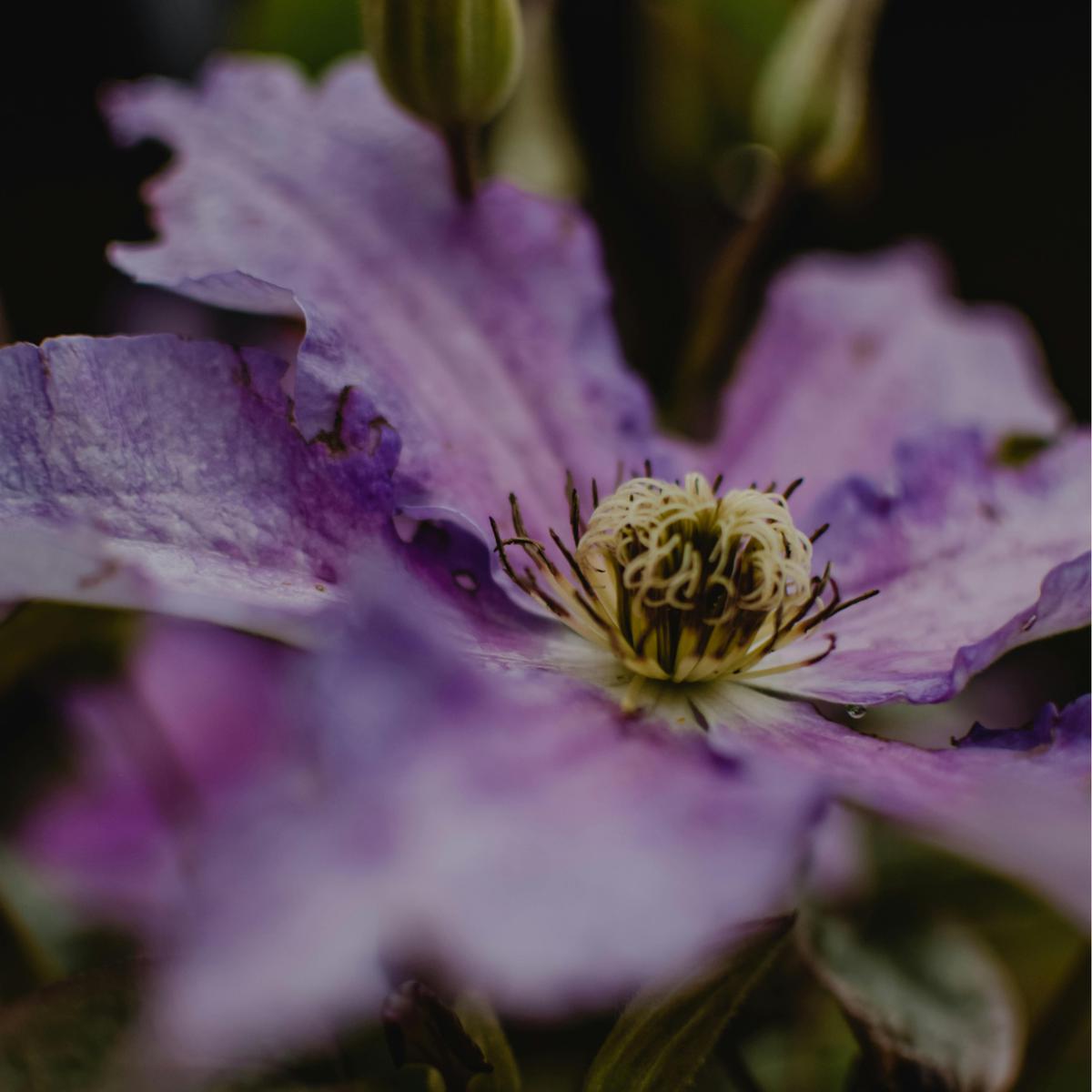 Clematis: Simbol Kecerdasan dan Keteguhan Jiwa