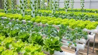 Cara Buat Kebun Hidroponik Sayur Cepat Panen Cocok Buat Jual ke Tetangga