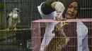 Dokter hewan memberi makan macan akar/kucing hutan hasil sitaan Balai Konservasi Sumber Daya Alam (BKSDA) Aceh di Banda Aceh, Kamis (26/9/2019). BKSDA Aceh menyita macan akar, burung elang tikus dan rangkong badak yang merupakan satwa langka dan dilindungi peliharaan warga. (CHAIDEER MAHYUDDIN/AFP)