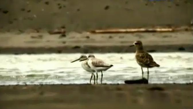Musim Migrasi Burung  di Pantai  Trisik Yogyakarta News 