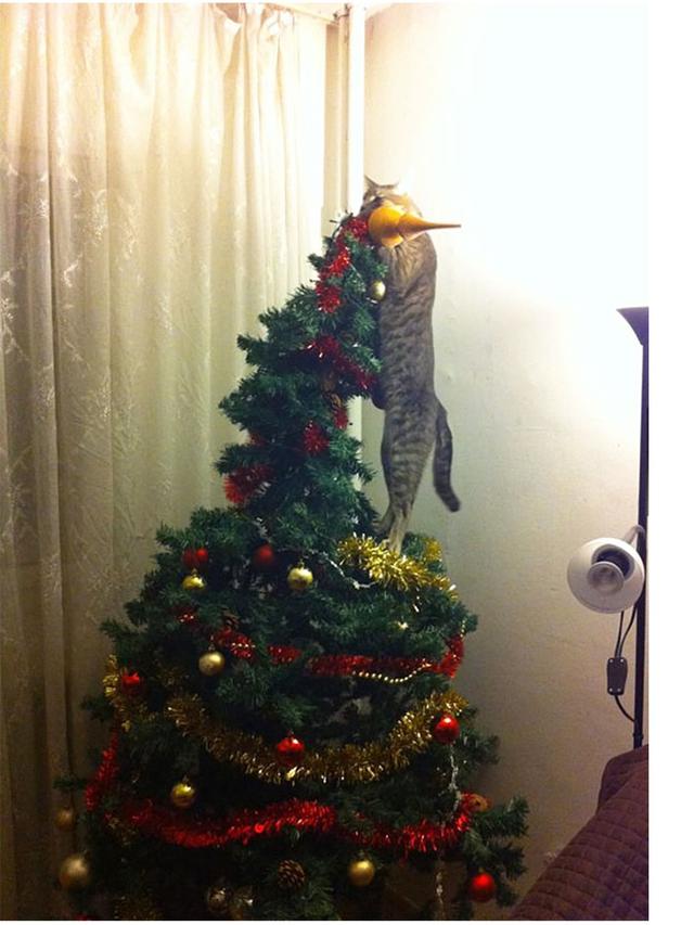 8 Potret Tingkah Kucing Merusak Pohon Natal, Bikin Tepuk Jidat